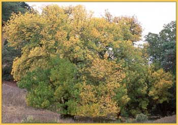 Fraxinus latifolia, Oregon Ash