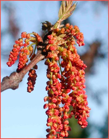 Quercus kelloggii, California Black Oak