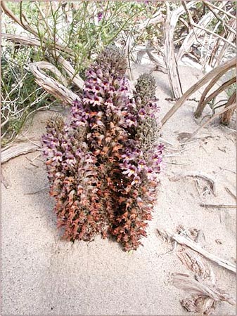 Orobanche cooperi, Desert Broomrape