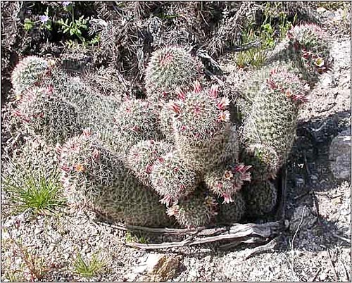 Mammillaria dioica, Fishhook Cactus
