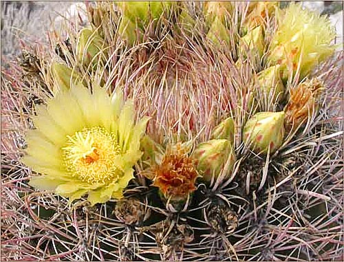 Red Barrel Cactus, Ferocactus acanthodes