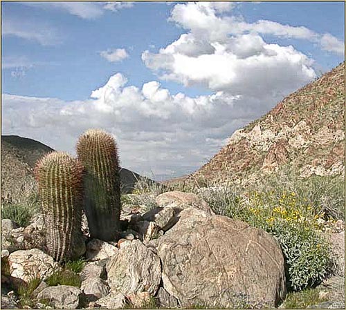 Ferocactus acanthodes, Red Barrel Cactus