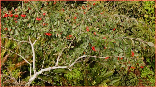 Firethorn, Pyracantha angustifolia