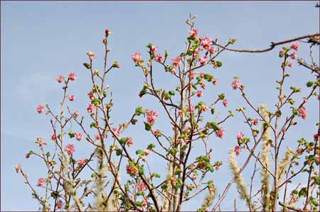 Ribes sanguineum var glutinosum, Pink Flowering currant