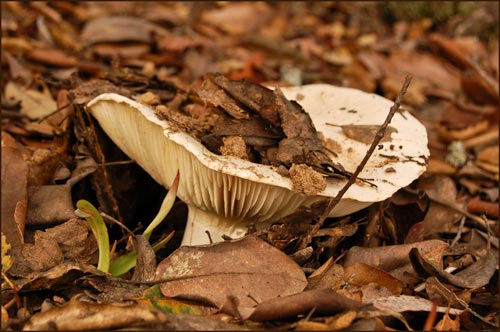 Mushroom, Unknown mushroom