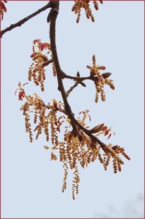 California Black Oak, Quercus kelloggii
