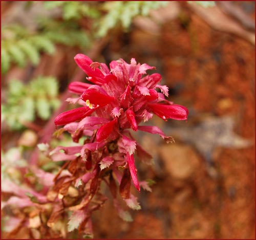 Indian Warrior, Pedicularis densiflora