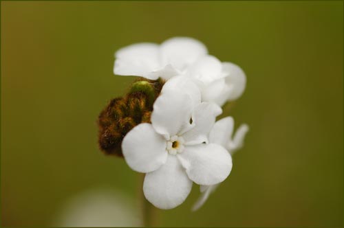 Popcorn Flower, Plagiobothrys sp