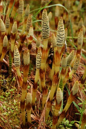 Equisetum telmateia ssp braunii, Giant Horsetail
