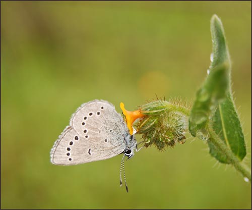 Western Tailed Blue Butterfly
