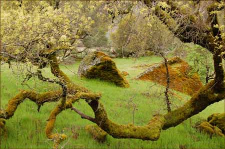 Quercus kelloggii, California Black Oak
