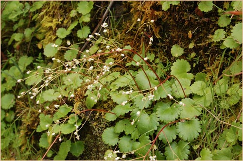 Wood Saxifrage, Saxifraga mertensiana