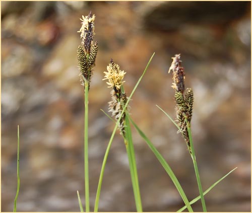 Torrent Sedge, Carex nudata