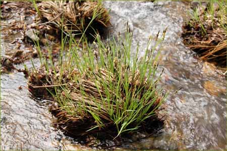 Carex nudata, Torrent Sedge