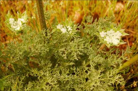 Lomatium dasycarpum, Woolly Fruited Lomatium