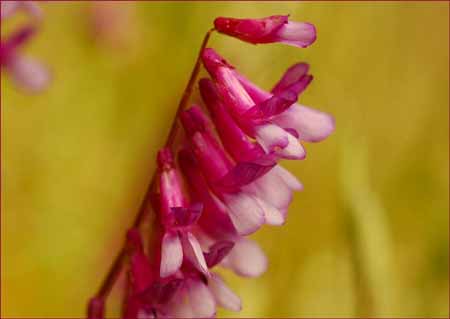 Winter Vetch, Vicia villosa ssp varia