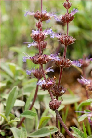 Salvia sonomensis, Sonoma Sage