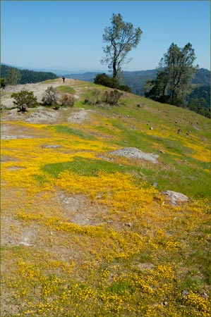 Lasthenia californica, Goldfields