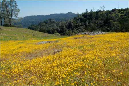 Goldfields, Lasthenia californica