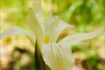 Purdys  Iris, Iris purdyi