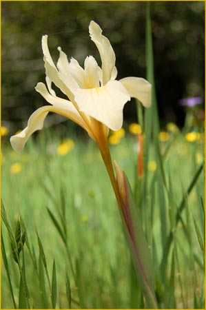 Iris fernaldii, Fernalds Iris