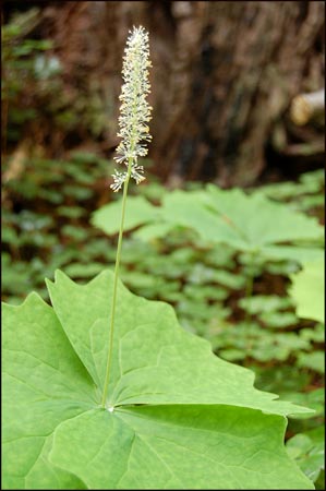 Vanilla Leaf, Achlys triphylla ssp triphylla