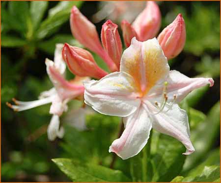Rhododendron occidentale, Western Azalea