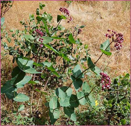 Purple Milkweed, Asclepias cordifolia