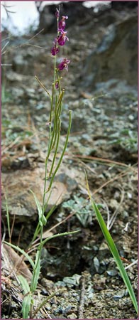 Streptanthus glandulosus ssp secundus, Bristly Jewelflower
