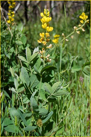 Thermopsis macrophylla, False Lupine