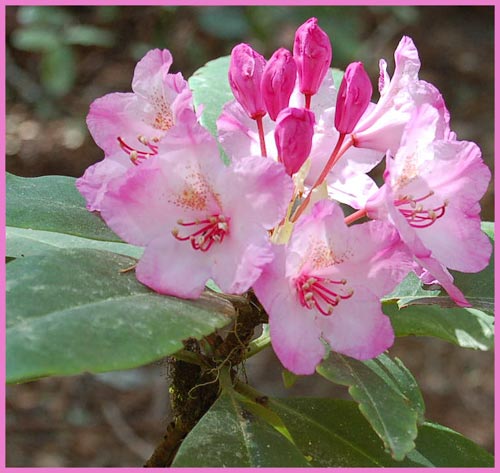 Pacific Rhododendron, Rhododendron macrophyllum
