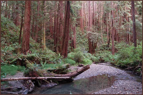 Sequoia sempervirens, Coast Redwood