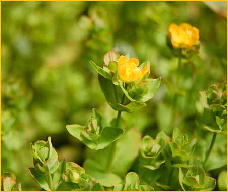 Hypericum anagalloides, Tinkers Penny