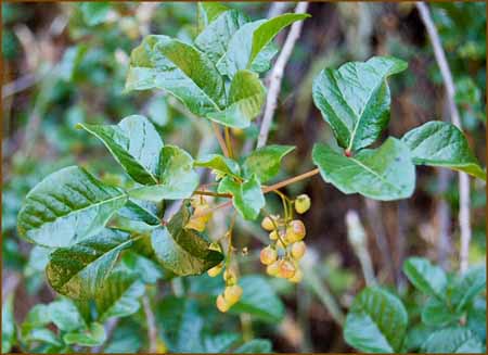 Poison Oak, Toxicodendron diversilobum