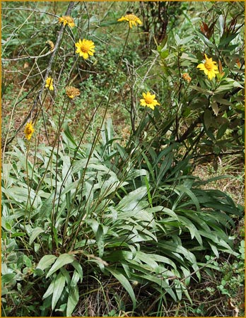 Helianthella californica, California Sunflower