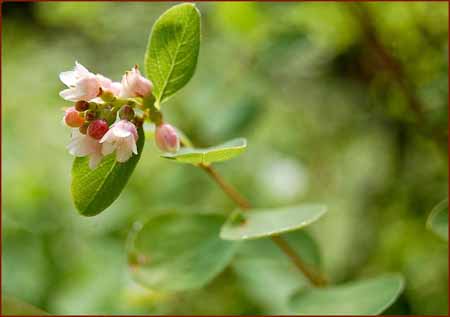 Common Snowberry, Symphoricarpos albus ssp laevigatus