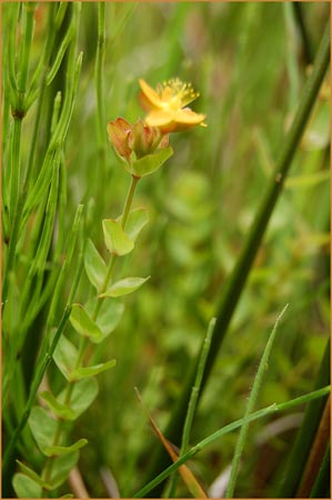 Tinkers Penny, Hypericum anagalloides