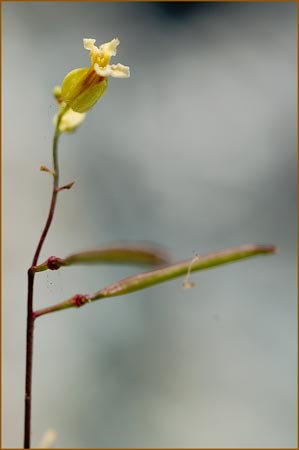 Streptanthus branchiatus, Socrates Mine Jewelflower