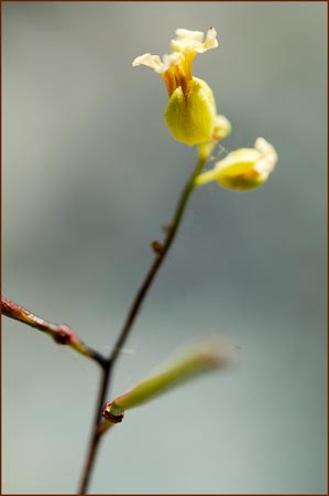 Streptanthus sp, Jewelflower