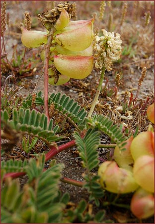 Astragalus nuttallii var virgatus, Ocean Bluff Milkvetch