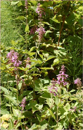 Chamissos Hedge Nettle, Stachys chamissonis