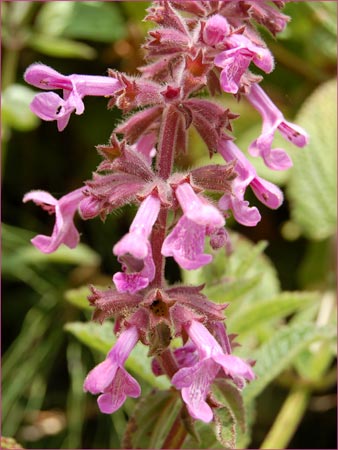Chamissos Hedge Nettle, Stachys chamissonis