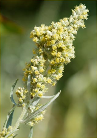 Mugwort, Artemisia douglasiana