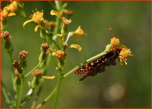 Variable Checkerspot Butterfly