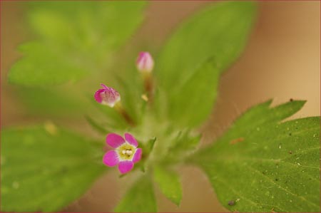 Collomia hetrophylla, Variableleaf Collomia
