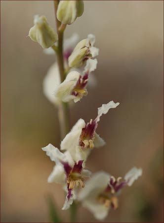 Streptanthus glandulosus secundus, One Sided Jewelflower