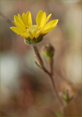 Hemizonia congesta ssp lutescens, Spring Tarplant