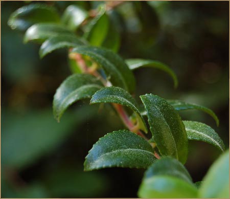 Vaccinium ovatum, Evergreen Huckleberry