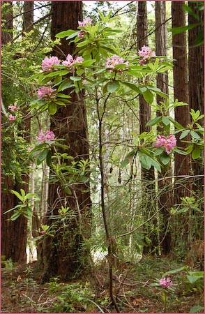 Rhododendron macrophyllum, Pacific Rhododendron