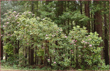 Rhododendron macrophyllum, Pacific Rhododendron